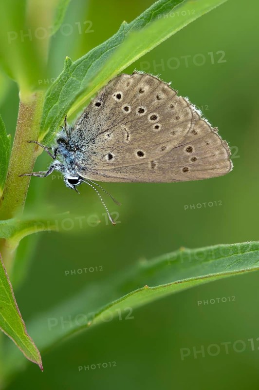 Glaucopsyche Alcon ssp. rebeli, glaucopsyche rebeli, cruciferous ant blue, maculinea rebeli, phengaris alcon ssp. rebeli, phengaris rebeli, butterfly, female, high size, portrait format, insects, butterfly, butterflies, butterflies, butterflies, butterflies, female
