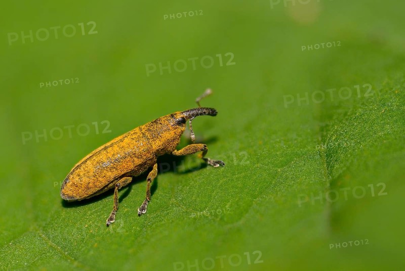 Lixus cf. punctiventris, Lixus punctiventris, Pippau stem weevils, weevils, beetles, coleoptera, insects, beetles, stem weevils