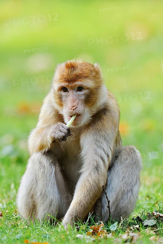 A Barbary macaque or magot (Macaca sylvanus) is sitting in a meadow eating, found in Morocco, Algeria and Gibraltar