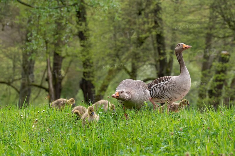 Anser Anser, Branta Canadensis, Canada Goose, Dunenjunge, Elsteral, Germany, Greylag or Graylag Goose, Greiz, Greizer Park, Grelag Goose, Canada Goose, Chicks, Mixed Mating, Thuringia, Anatidae, Birds, Duckbirds, Goose, Geese, Pullus, Vogtland, Birds, Waterbirds, Waterbirds