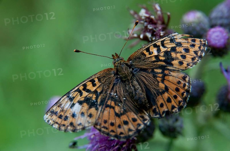 Boloria aquilonaris, cranberry fritillary, high moor mother-of-pearl butterfly, cranberry moth, butterfly, insects, butterfly, butterflies