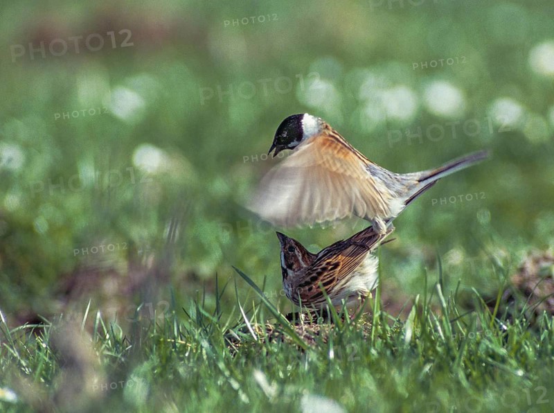Emberiza Schoeniclus, Reed Bunting, Rohrrammer, Birds, Female, Kopula, Leo, Male, Mating, Male, Passeri, Songbirds, Birds, Female