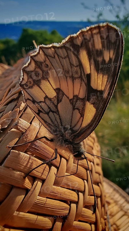 Close-up of a butterfly, the checkerboard butterfly (Melanargia galathea), on a straw hat with a summer landscape in the background, Frankenwald nature park Park, Upper Franconia