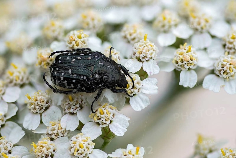 Leaf horn beetle, oxythyrea funesta, rose beetle, scarabaeidae, weeping rose beetle, white spotted rose beetle, beetle, coleoptera, insects, beetles