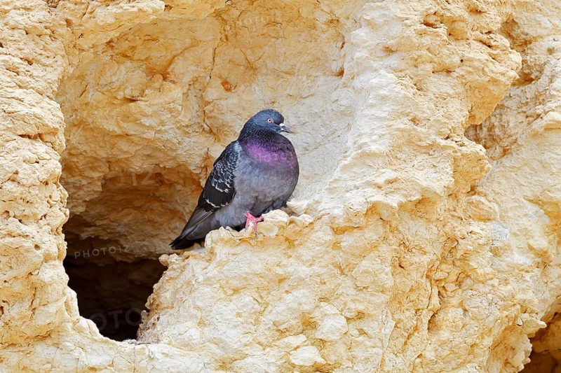 Rock pigeon (Columba livia) sitting at the breeding den in a rock, Algarve, Portugal
