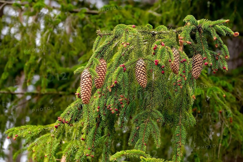 Common spruce, pine family, picea abies, pinaceae, tree, flower, trees, spruce, flora, plants, trees, cones
