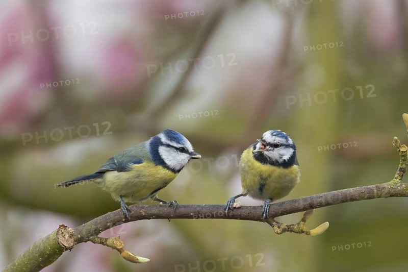 Blue tit (Cyanistes Caeruleus) two adult birds in a garden Magnolia tree full of blossom in spring, Suffolk, England, United Kingdom