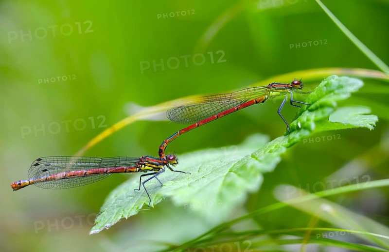 Early Adonis dragonfly, large red damselfly, Pyrrhosoma nymphula, damselflies, dragonflies, insects, copula, dragonflies, odonata, mating, zygoptera