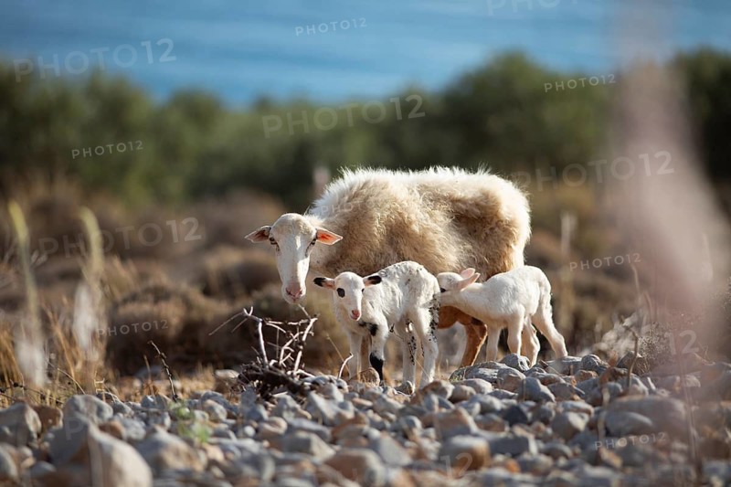 Sheep (Ovis), a ewe and her lambs on a stony field, Chóra Sfakion, Regional District of Chania, Municipality of Sfakia, Crete, Greece