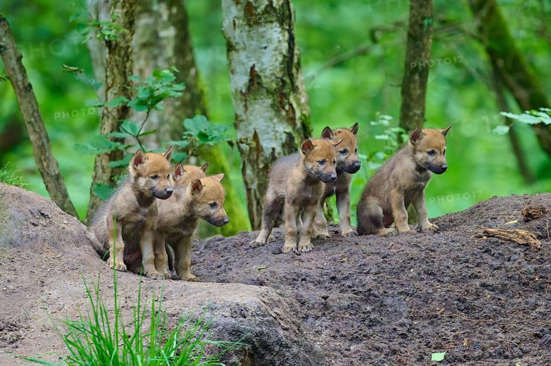 Six wolf cubs stand together on a forest embankment, observing their surroundings, Wolf (Canis lupus), Germany