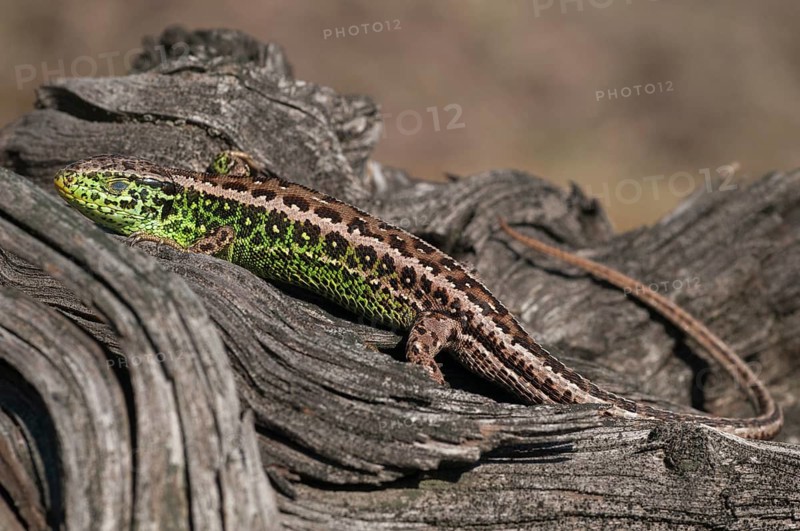 2010, Brandenburg, Germany, Lacerta Agilis, Nabu, national natural heritage, natural paradise Grünhaus, sand lizard, post-mining landscape, critters, lizards, greenhouse, reptiles