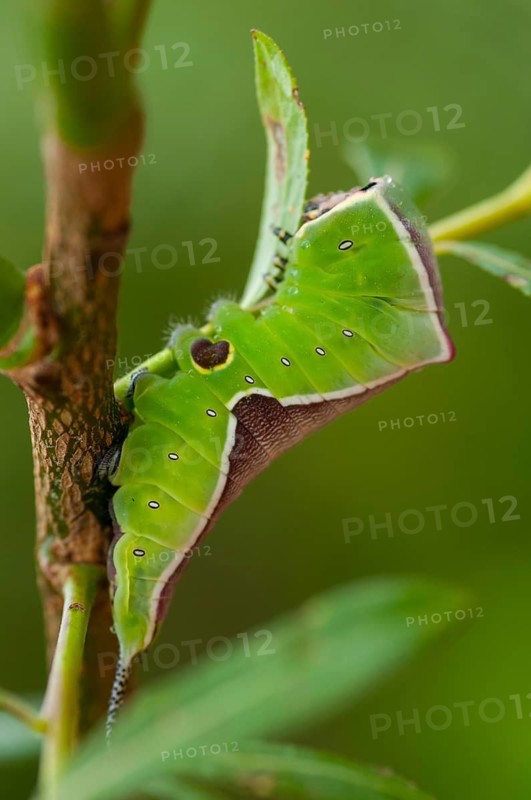 Cerura vinula, fork tail, large fork tail, notodontidae, puss moth, toothmoth, butterfly, camouflage, high size, portrait, inchworm, insects, moths, moths, moths, moth, caterpillar, butterfly, camouflage