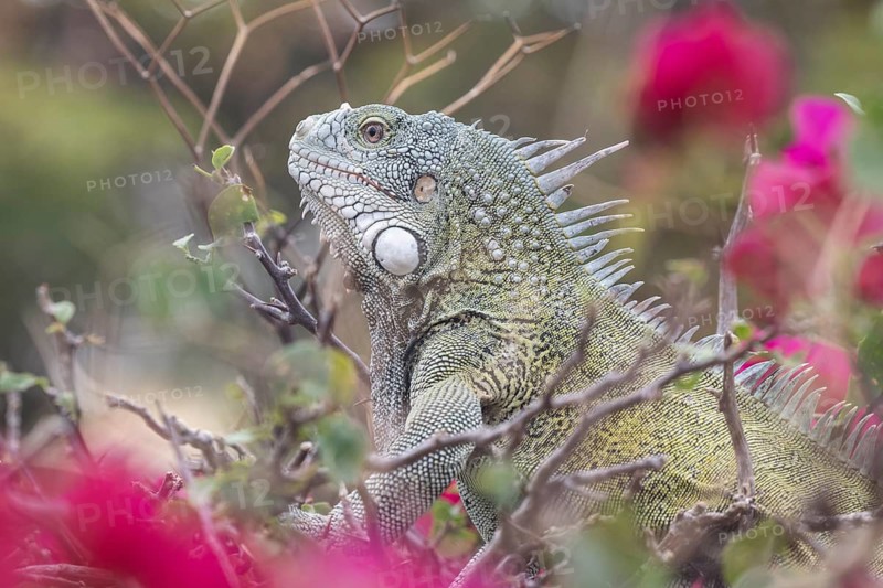 Green iguana (Iguana iguana), Curacao