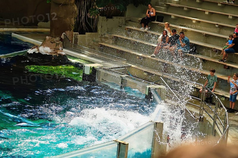 Delfinshow, Delfinarium Duisburg, Duisburg, North Rhine-Westphalia, Germany
