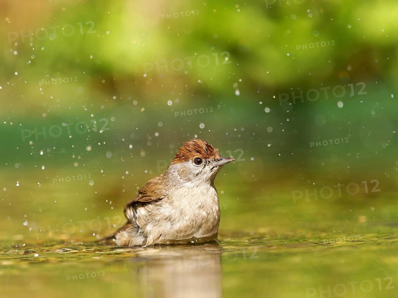 Blackcap (Sylvia atricapilla), female bathing in shallow water with water droplets, Solms, Hesse, Germany