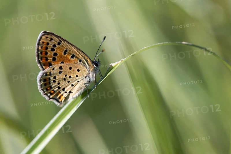 Brown moth, Lycaena tityrus, sulfur bird, sooty purple-edged copper, birds, butterfly, insects, butterfly, butterflies, butterflies