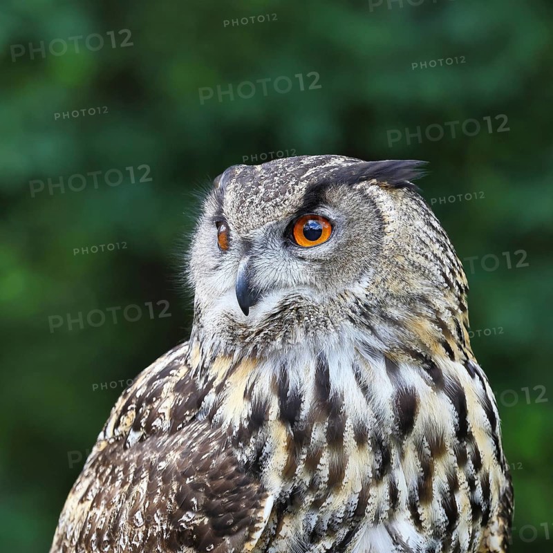 Eurasian eagle-owl (Bubo bubo), animal portrait, Rhineland-Palatinate, Germany