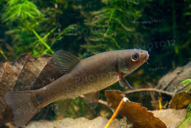 Schleie, Tench, Tinca Tinca, Doctor Fish, Fishes, Pisces