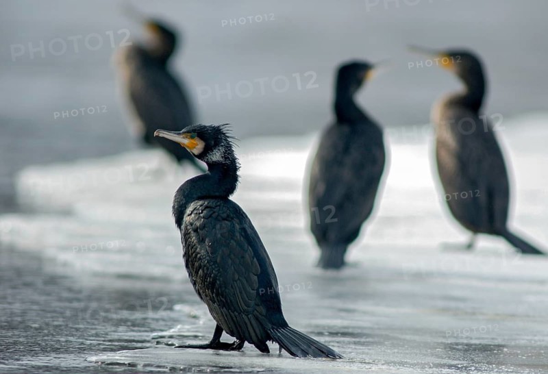 Black shag, cormorant, phalacrocorax carbo, birds, pelecaniforms, ropedes, birds, waterbirds, waterbirds