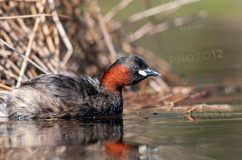 Littele Grebe, Tachybaptus Ruficollis, Little Grebe, Birds, Dabchick, Grebe, Grebe, Podicipedidae, Divers, Birds, Waterbirds