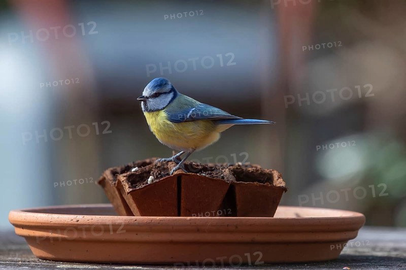 Blue tit (Cyanistes caeruleus) sitting on small pots, Bavaria, Germany
