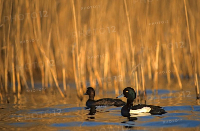 Aythya fuligula, heron duck, tufted duck, anatidae, birds, ducks, ducks, duck birds, female, leo, male, birds, waterbirds, waterbirds, female