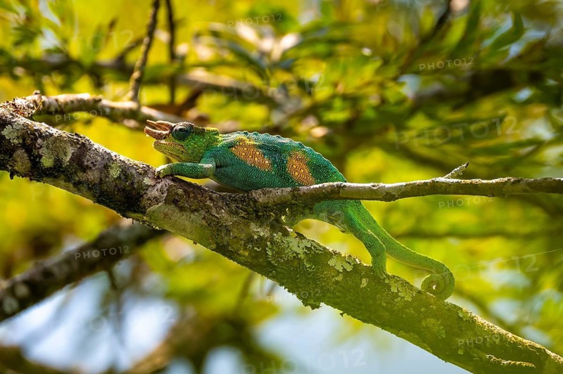 Three-horned chameleon (Trioceros jacksonii), male, Bwindi Impenetrable Forest National Park, Uganda