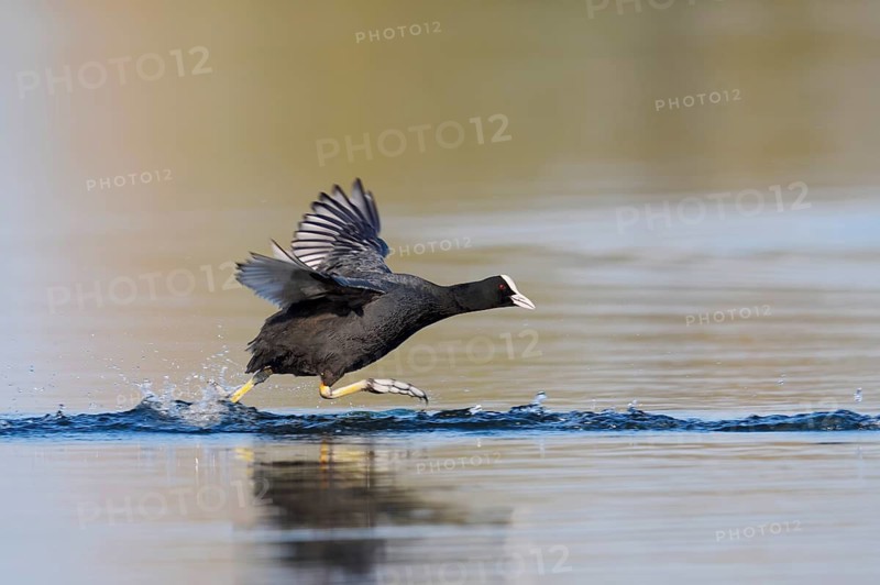 A coot (Fulica atra) walking across the water, North Rhine-Westphalia, Germany