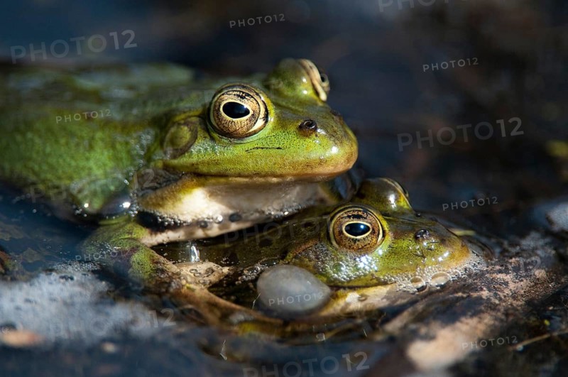 Green frog, pelophylax spec., rana spec., water frog, amphibians, amphibians, frog, frog, frogs, amphibians
