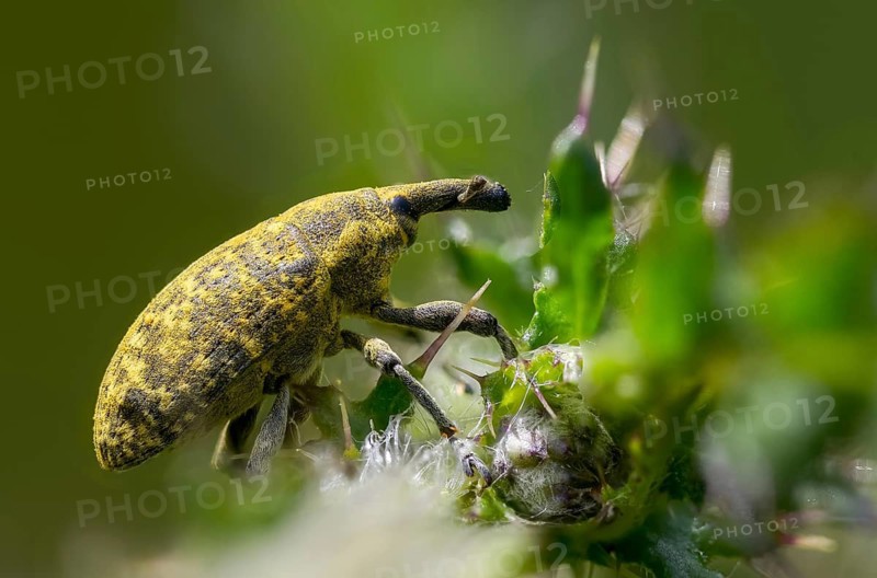 Thistle weevil, larinus cf sturnus, larinus sturnus, weevil, beetle, coleoptera, insects, beetles