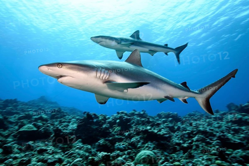 Underwater photograph of two Grey reef sharks (Carcharhinus amblyrhynchos), predatory fish in the foreground, a pregnant female swimming over a coral reef in search of prey, tropical seas, the Red Sea, the Indian Ocean, the Pacific, international