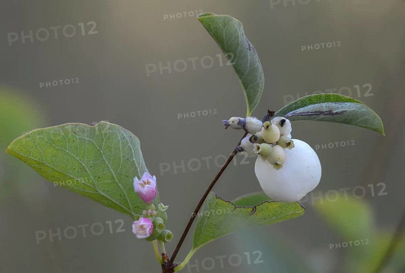 Common snowberry, common snowberry, snappy pea, snowberry, symphoricarpos albus, berry, flora, fruit, plants, plants