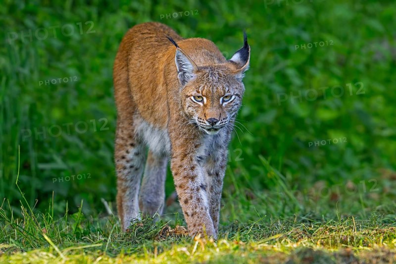 Eurasian lynx, Northern lynx (Lynx lynx lynx) hunting in grassland, meadow at edge of forest