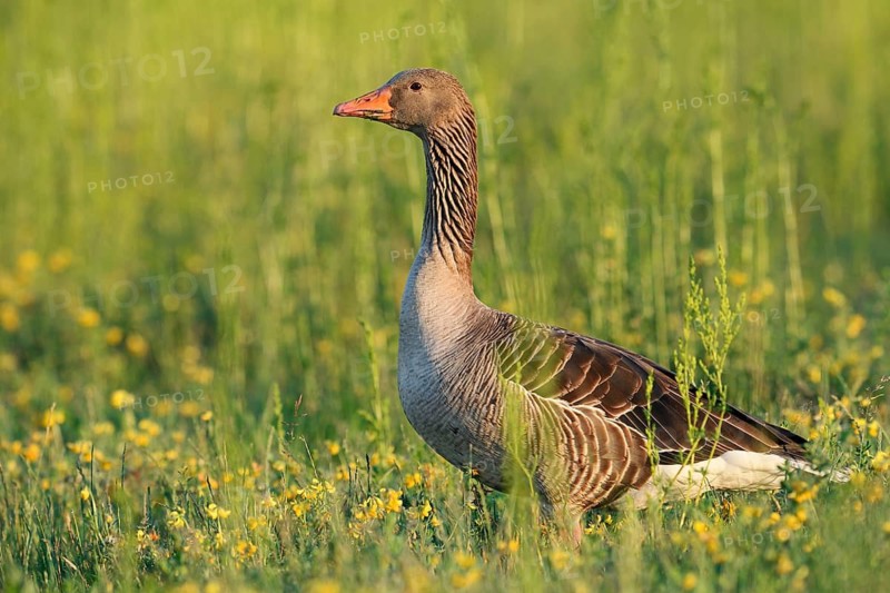 A greylag goose (Anser anser) stands in a meadow, North Rhine-Westphalia, Germany
