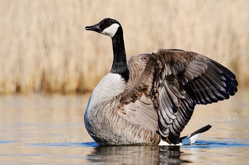 Canada Goose (Branta canadensis), flapping its wings, North Rhine-Westphalia, Germany