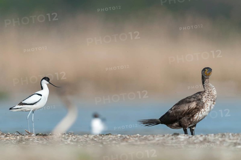 Avocet, black shag, cormorant, phalacrocorax carbo, recurvirostra avosetta, saber beak, birds, charadriiformes, limicoles, pelecaniforms, ropedes, birds, waders, waterbirds, waders, waterbirds, waders