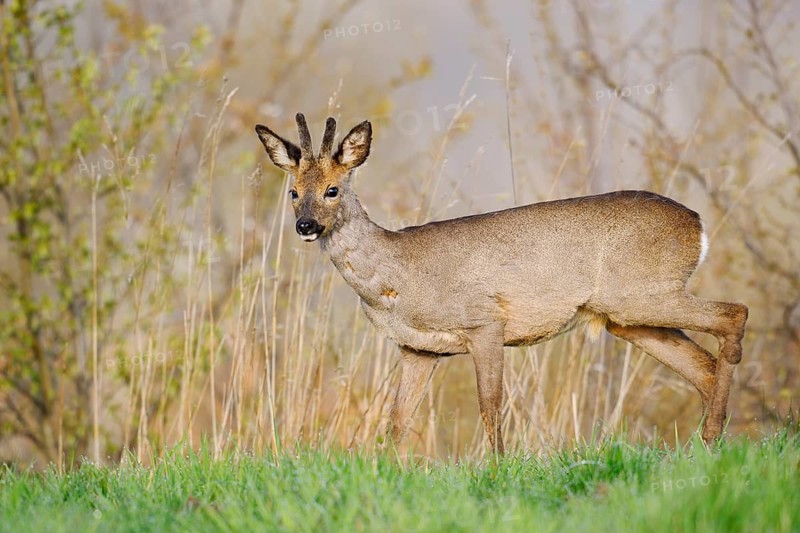 European roe deer (Capreolus capreolus), a roebuck with velvet antlers in spring, North Rhine-Westphalia, Germany