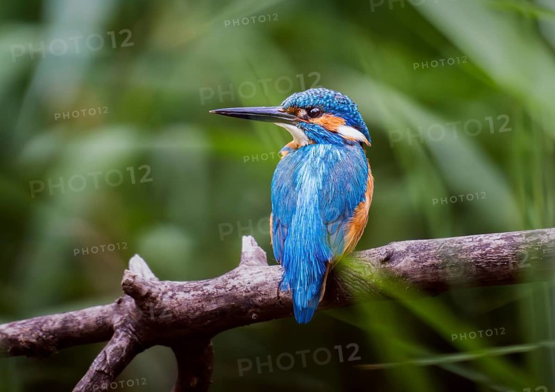 Kingfisher (Alcedo atthis), male perched on a branch in the reeds, Canton of Aargau, Switzerland