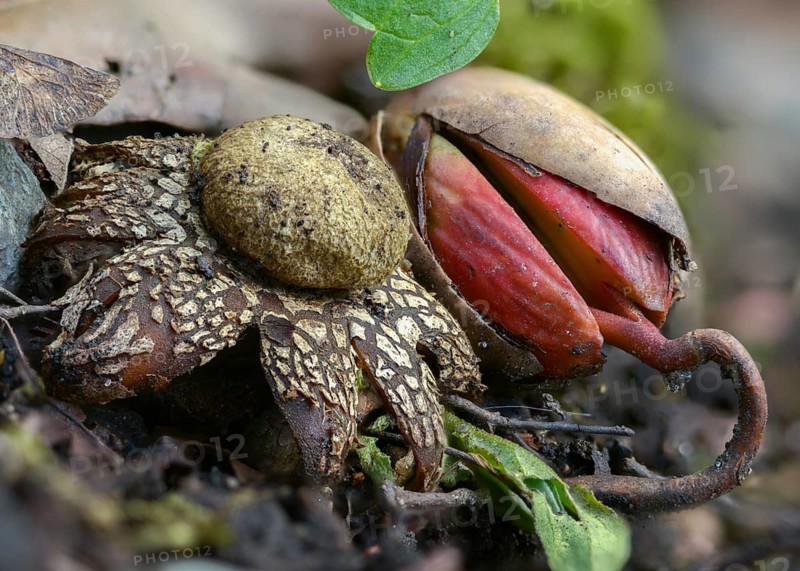 Astraeus Hygrometricus, Astraeus Koreanus, Earthstar Barometer, False Earthstar, Geastrum Commune, Hygroscopic Earthstar, Weather Star, Fungi, Fungi
