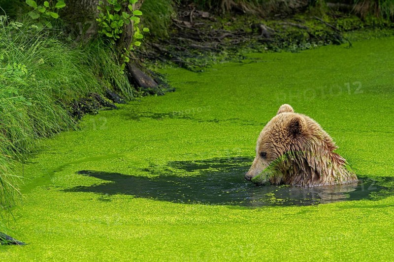 Bathing European brown bear (Ursus arctos) cooling down, chilling in water of pond covered in duckweed on a hot day in summer