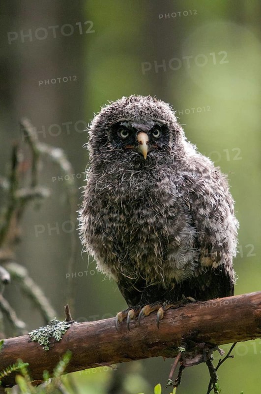 Bearded owl, Finland, Great Grey Owl, Strix nebulosa, birds, owls, adolescent, high size, portrait, juvenile, owls, strigiformes, birds