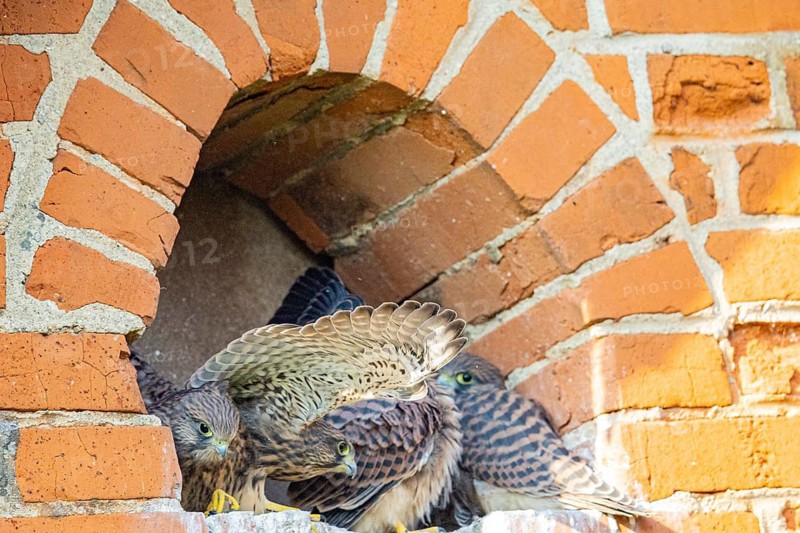 Kestrel (Falco tinnunculus) – Young kestrels in the nest – German