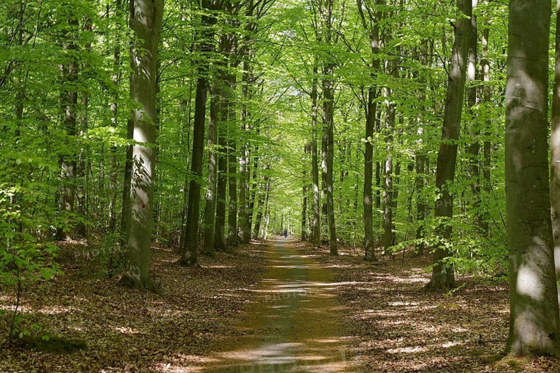A narrow path leads through a dense, green forest, which is illuminated by sunlight, bicycle path, bicycle tourism