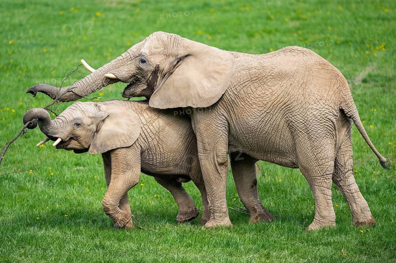 African bush elephant (Loxodonta africana) mother with calf (youngster) standing on a meadow, captive, distribution Afrika