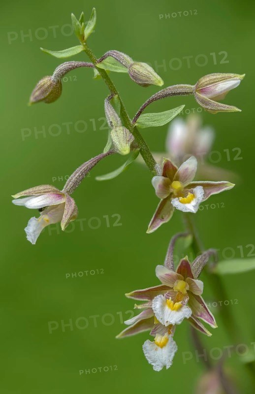 Common marsh root, epipactis palustris, orchidaceae, orchids, orchid family, swamp sitter, marsh kelwort, white marsh root, flora, high size, portrait, marsh helleborine, plants, plants
