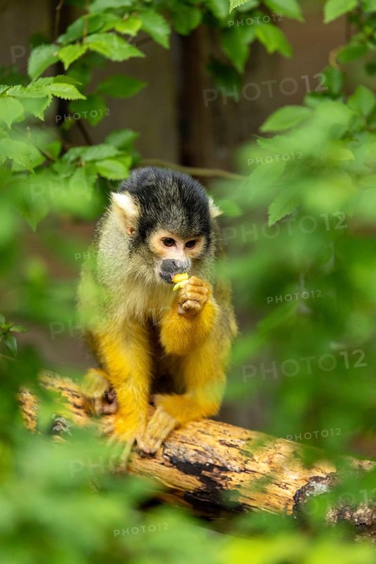 A squirrel monkey is eating something on a tree trunk, surrounded by green leaves, squirrel monkey or black-capped squirrel monkey (Saimiri boliviensis), juvenile, in captivity, Apenheul, Netherlands