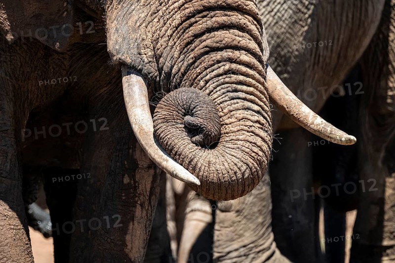 Detail, trunk, African elephant (Loxodonta africana), Addo Elephant National Park, Eastern Cape, South Africa