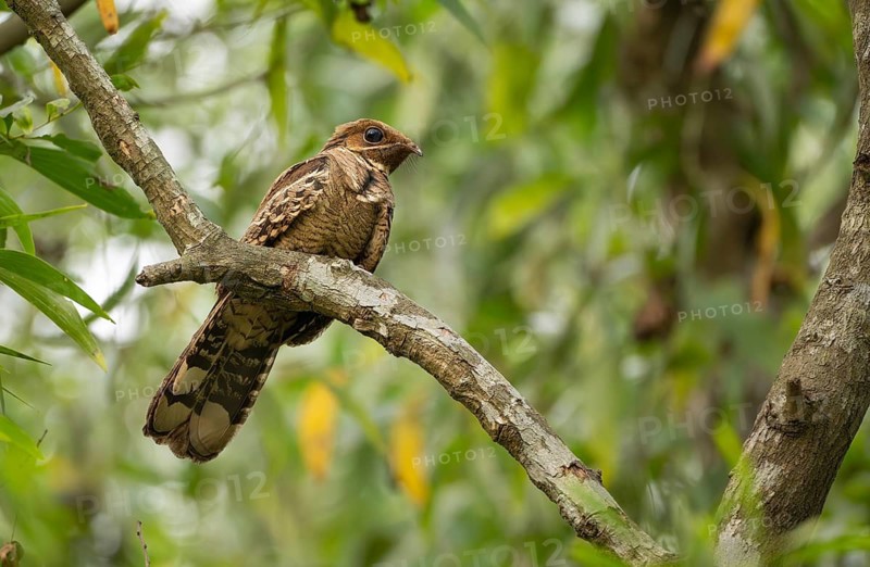 Large-tailed nightjar (Caprimulgus macrurus) on a tree branch, sreepur, Gazipur, bangladesh