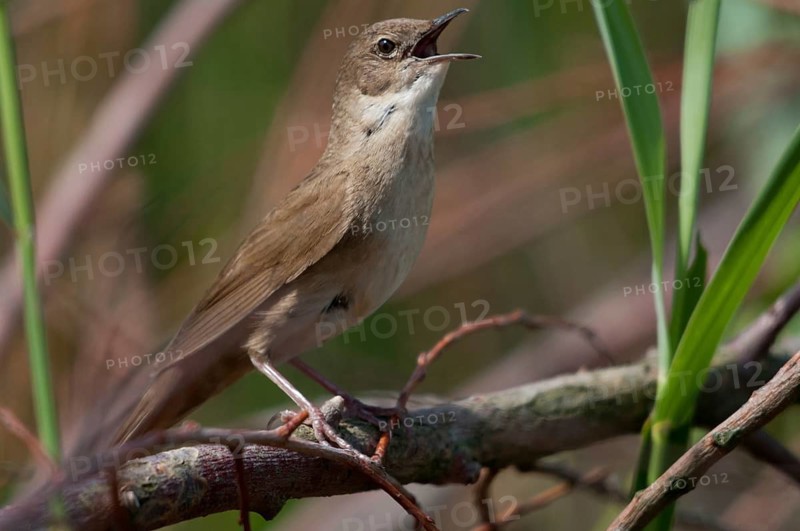 Locustella luscinioides, cane swirl, Savi's warbler, birds, song, passeri, singing, songbirds, birds