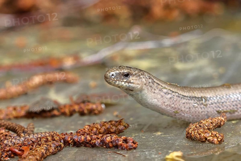 Slow worm (Anguis fragilis), Wilnsdorf, North Rhine-Westphalia, Germany